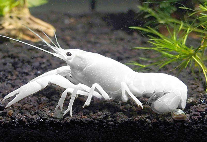 White Specter Crayfish Species Profile :: AquariumDomain.com